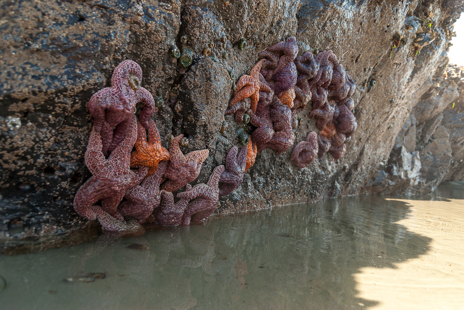 Zeesterren op het strand