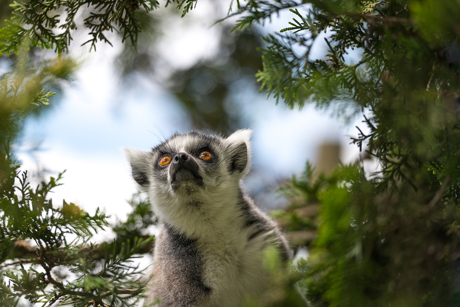 Een nieuwsgierige Ringstaartmaki (Lemur catta) zit in een boom op 50 centimeter afstand van het publiek.