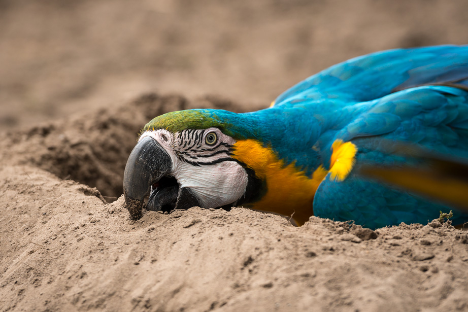 Een Blauwgele Ara (Ara ararauna) bouwt een nest. Of hij eet zand... Ik denk het eerste.