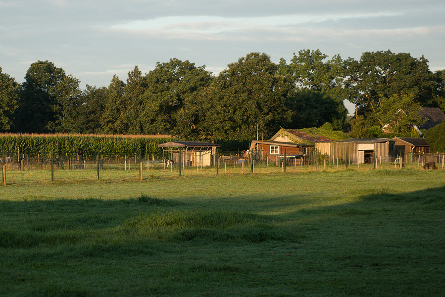 Ochtendwandeling in Schaijk