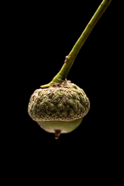 Natuurfotografie in de studio