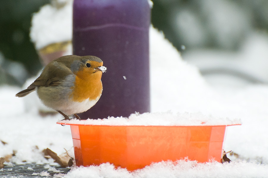 Foto van een roodborstje in de sneeuw