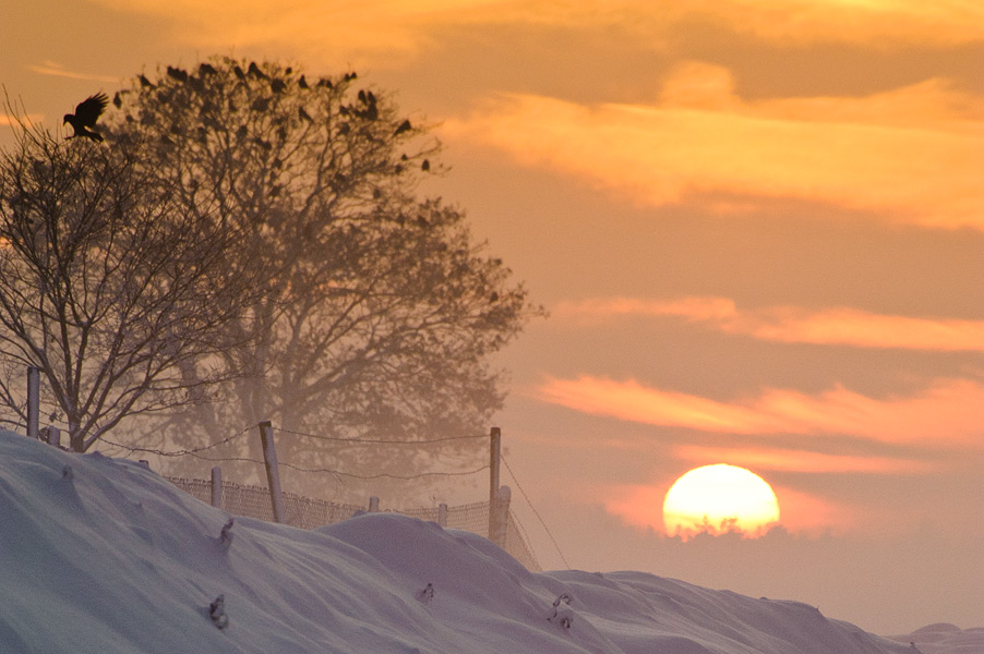 Zonsondergang op een winterse dag met vogels