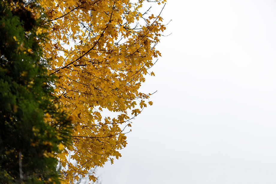 Gele herfstbladeren op een bewolkte dag in Noord-Brabant