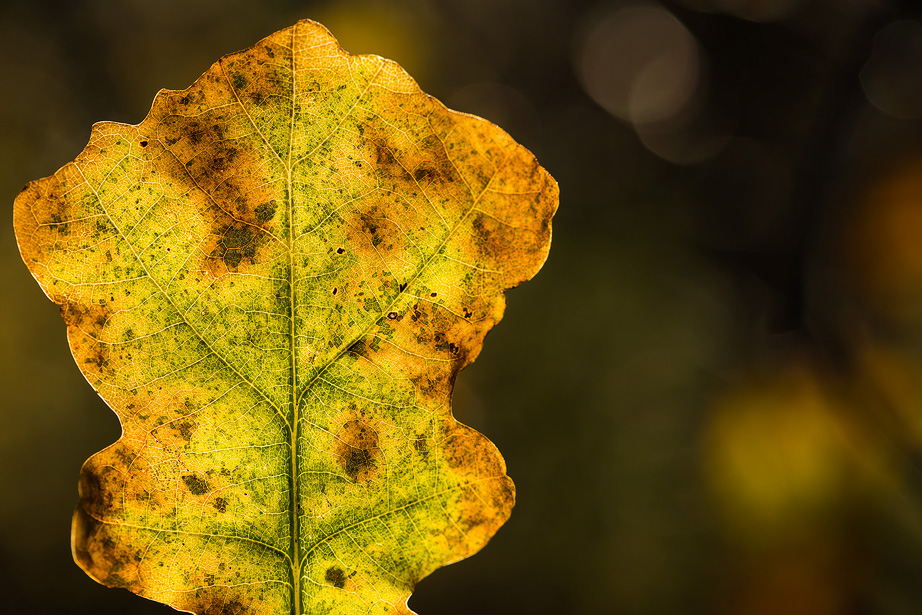 Een rottend herfstblad van een eikenboom gefotografeerd met een macro lens