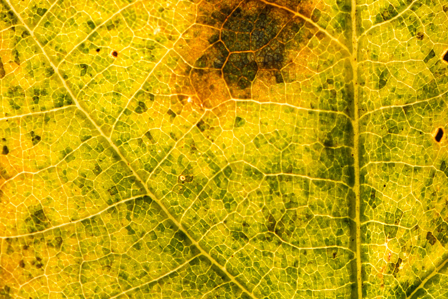 Zeer sterk vergrote foto van een rottend herfstblad